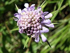 Per saber ms d'aquesta flor