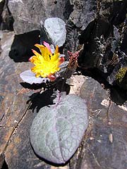 Per saber ms d'aquesta flor