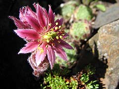 Per saber ms d'aquesta flor