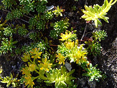 Per saber ms d'aquesta flor