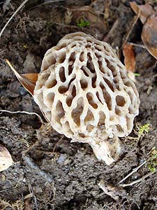 Anar a la pgina dels bolets