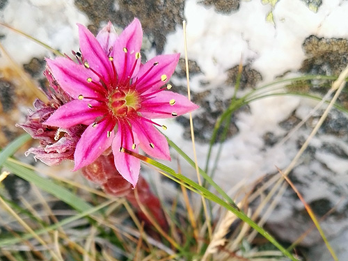A la fitxa d'aquesta flor
