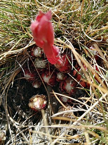 A la fitxa d'aquesta flor