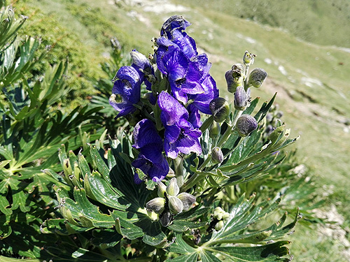 A la fitxa d'aquesta flor