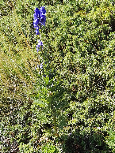 A la fitxa d'aquesta flor