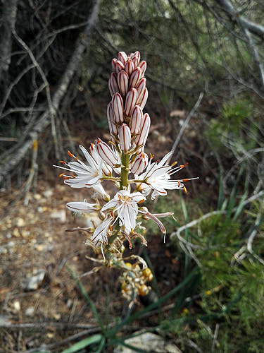 A la fitxa d'aquesta flor