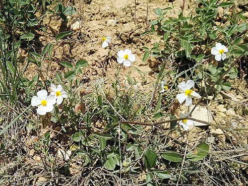 A la fitxa d'aquesta flor