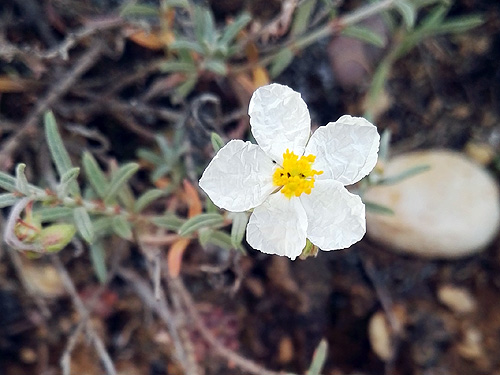 A la fitxa d'aquesta flor