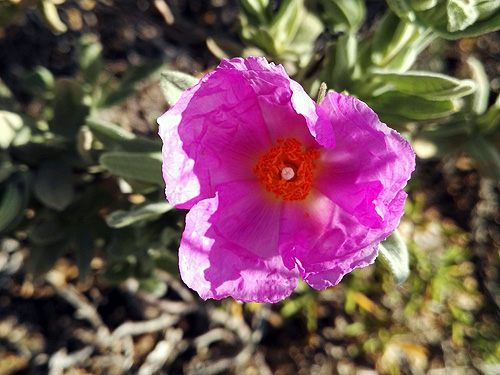 A la fitxa d'aquesta flor