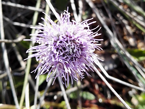 A la fitxa d'aquesta flor