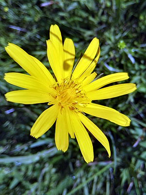 A la fitxa d'aquesta flor