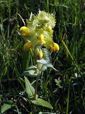 A la fitxa d'aquesta flor
