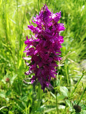 A la fitxa d'aquesta flor