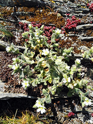 A la fitxa d'aquesta flor