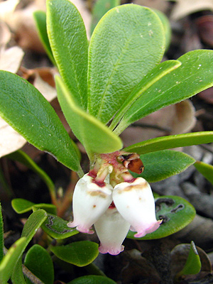 A la fitxa d'aquesta flor