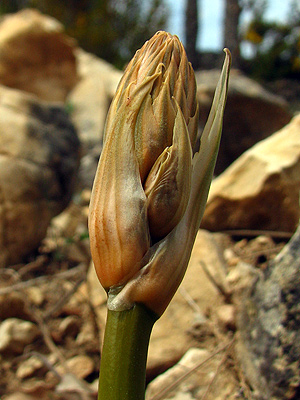A la fitxa d'aquesta flor