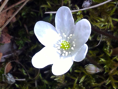 A la fitxa d'aquesta flor