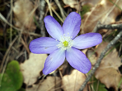 A la fitxa d'aquesta flor