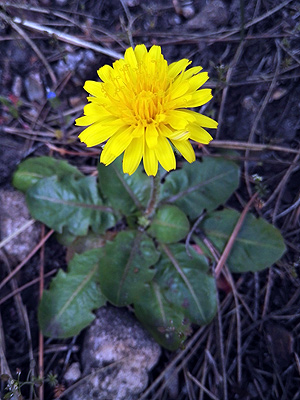A la fitxa d'aquesta flor