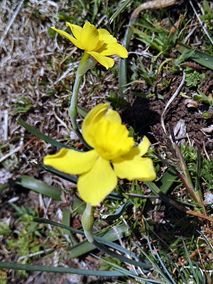 A la fitxa d'aquesta flor