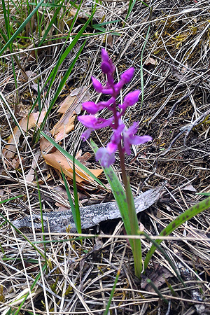 A la fitxa d'aquesta flor