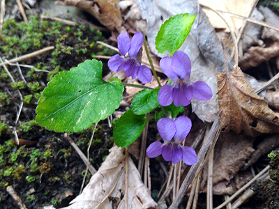A la fitxa d'aquesta flor